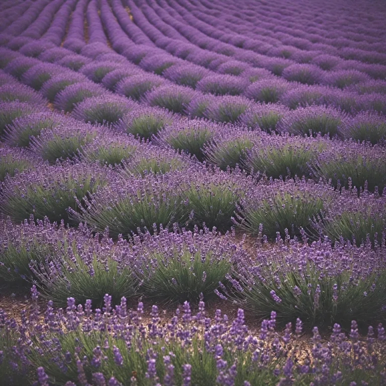 Experience the allure of lavender fields in Provence: a sensory journey through fragrant landscapes